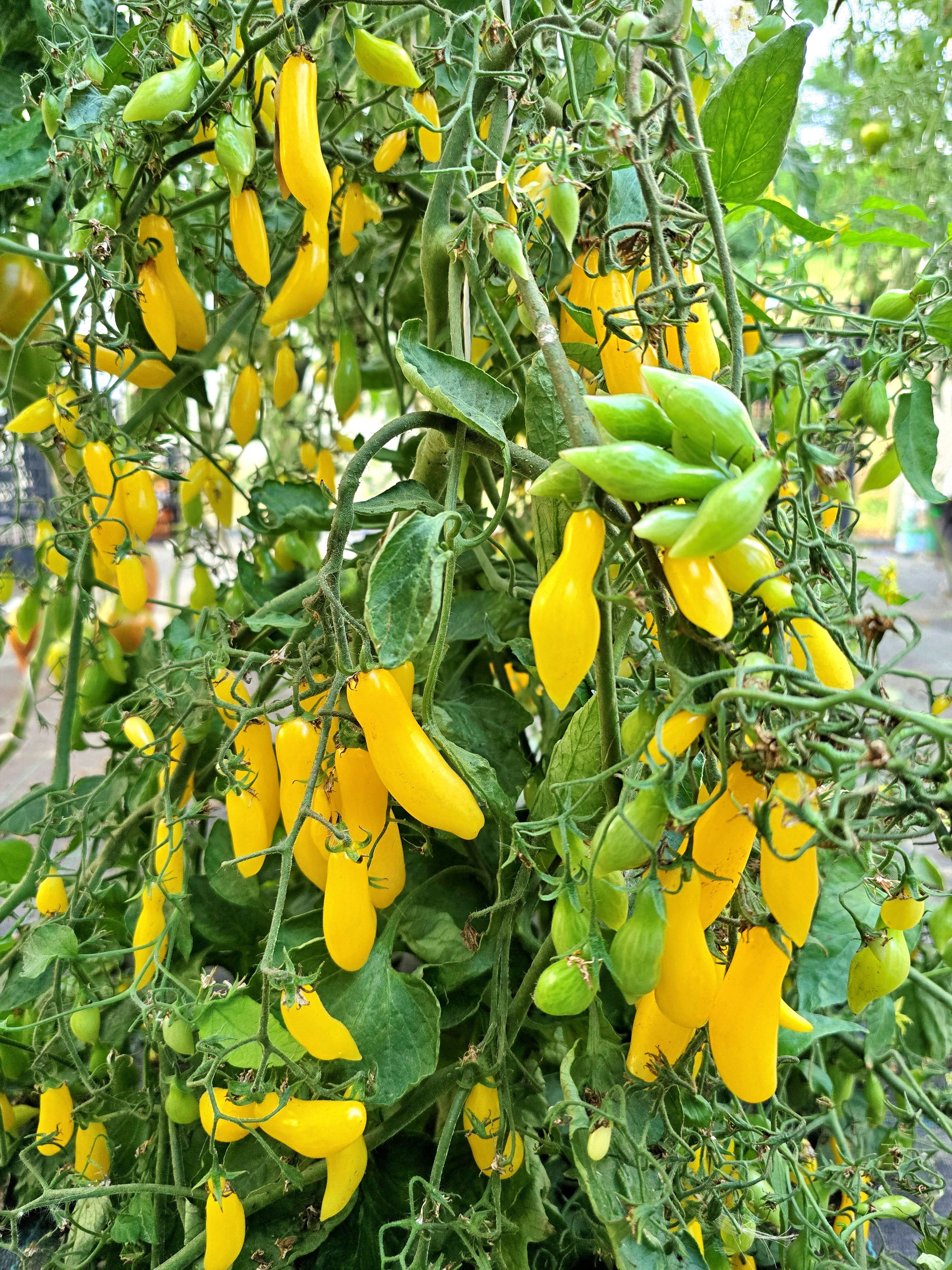Cherry Tomatoes: WHITE ZINGER Dwarf Tomato